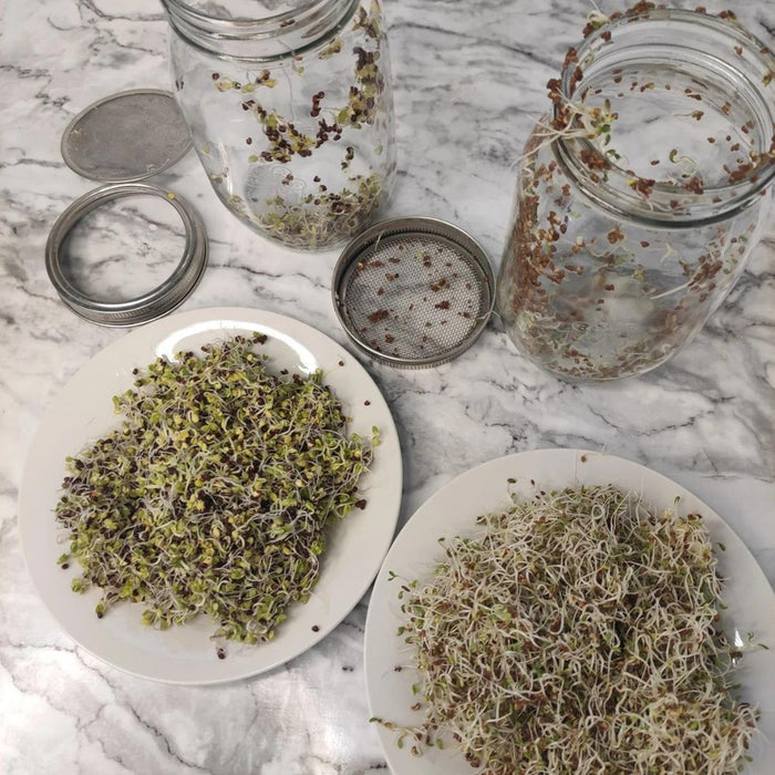 Symbiota Sprouting Seed Kit